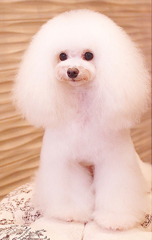 京都市中京区 トリミングサロン ドッグサロンすみれ カットスタイル