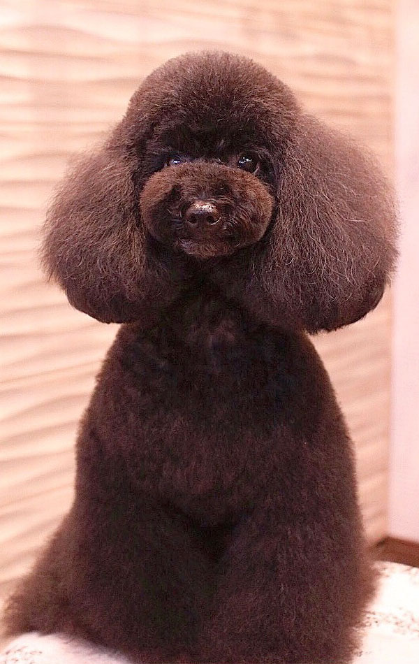 京都市中京区 トリミングサロン ドッグサロンすみれ カットスタイル