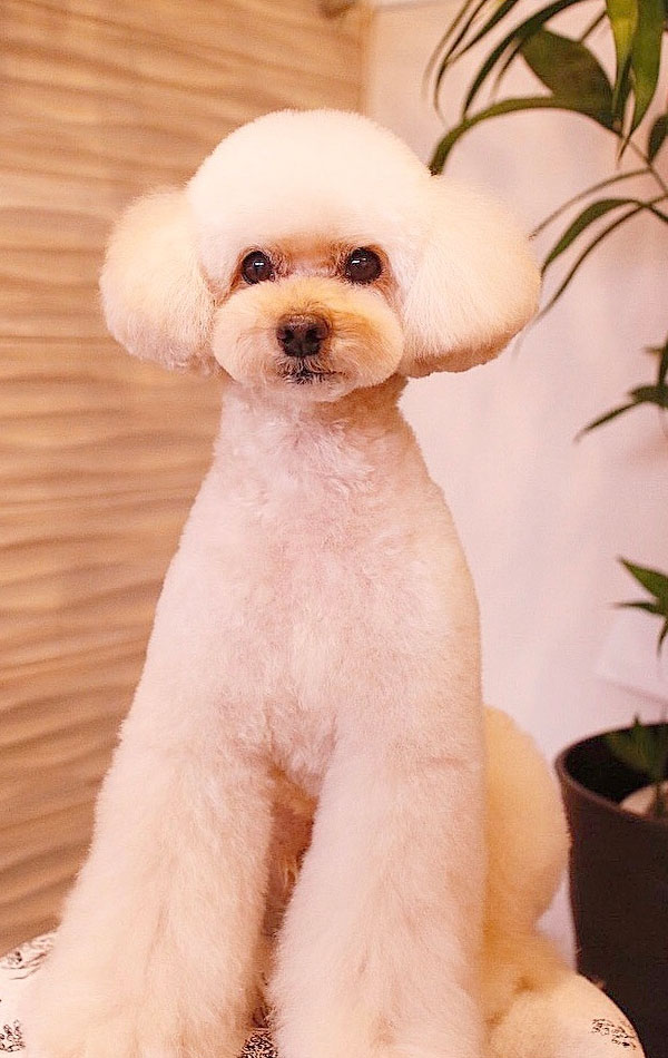 京都市中京区 トリミングサロン ドッグサロンすみれ カットスタイル