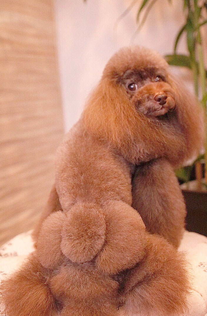 京都市中京区 トリミングサロン ドッグサロンすみれ カットスタイル