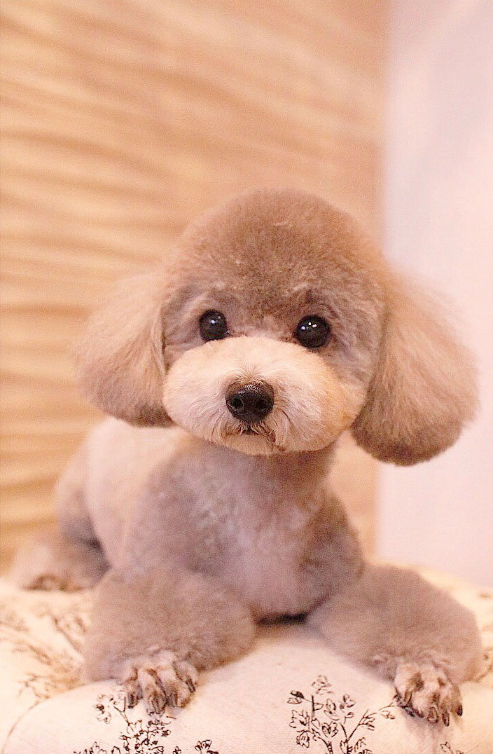 京都市中京区 トリミングサロン ドッグサロンすみれ カットスタイル