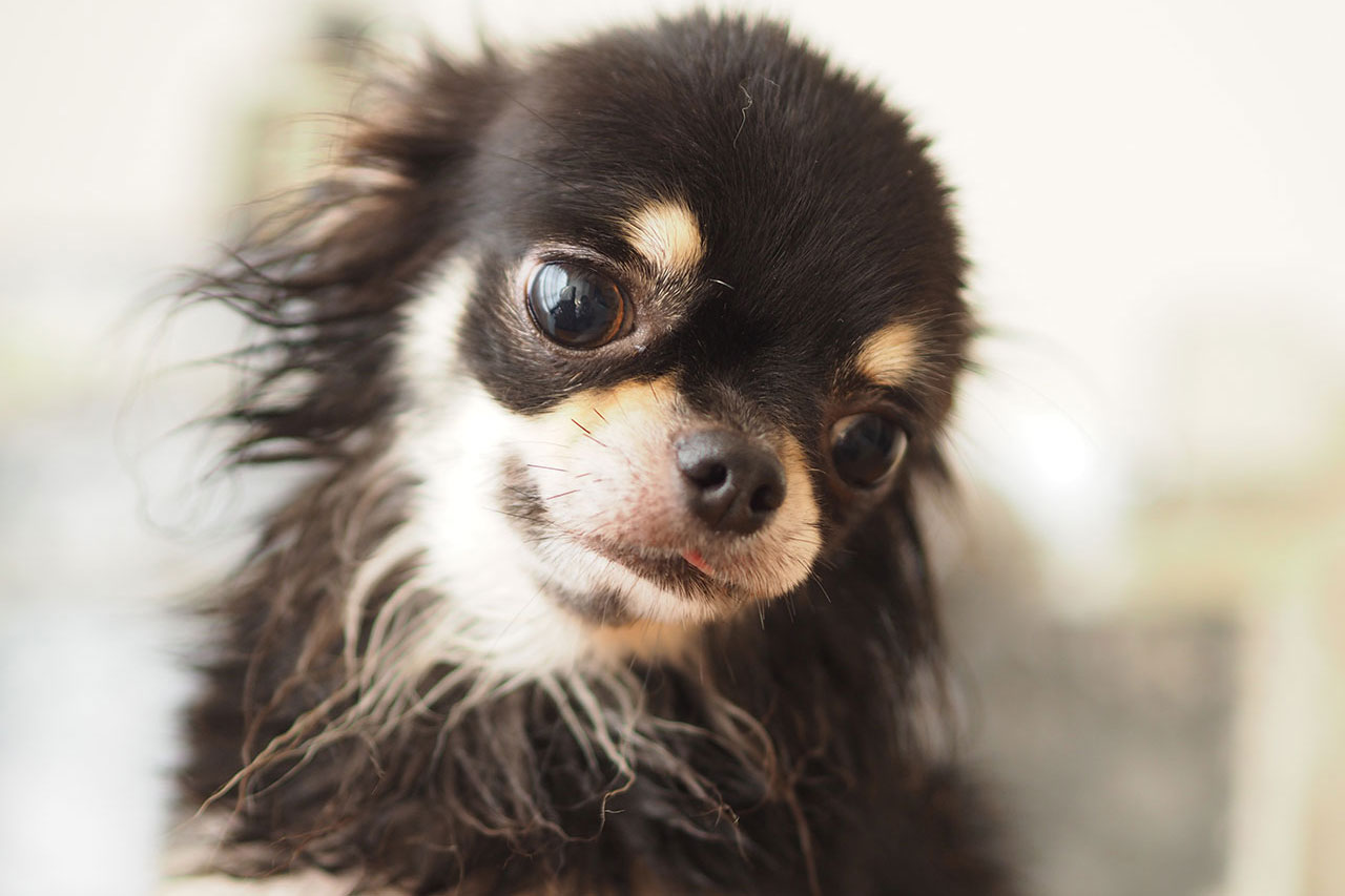 京都市中京区 トリミングサロン ドッグサロンすみれ トリミングメニュー