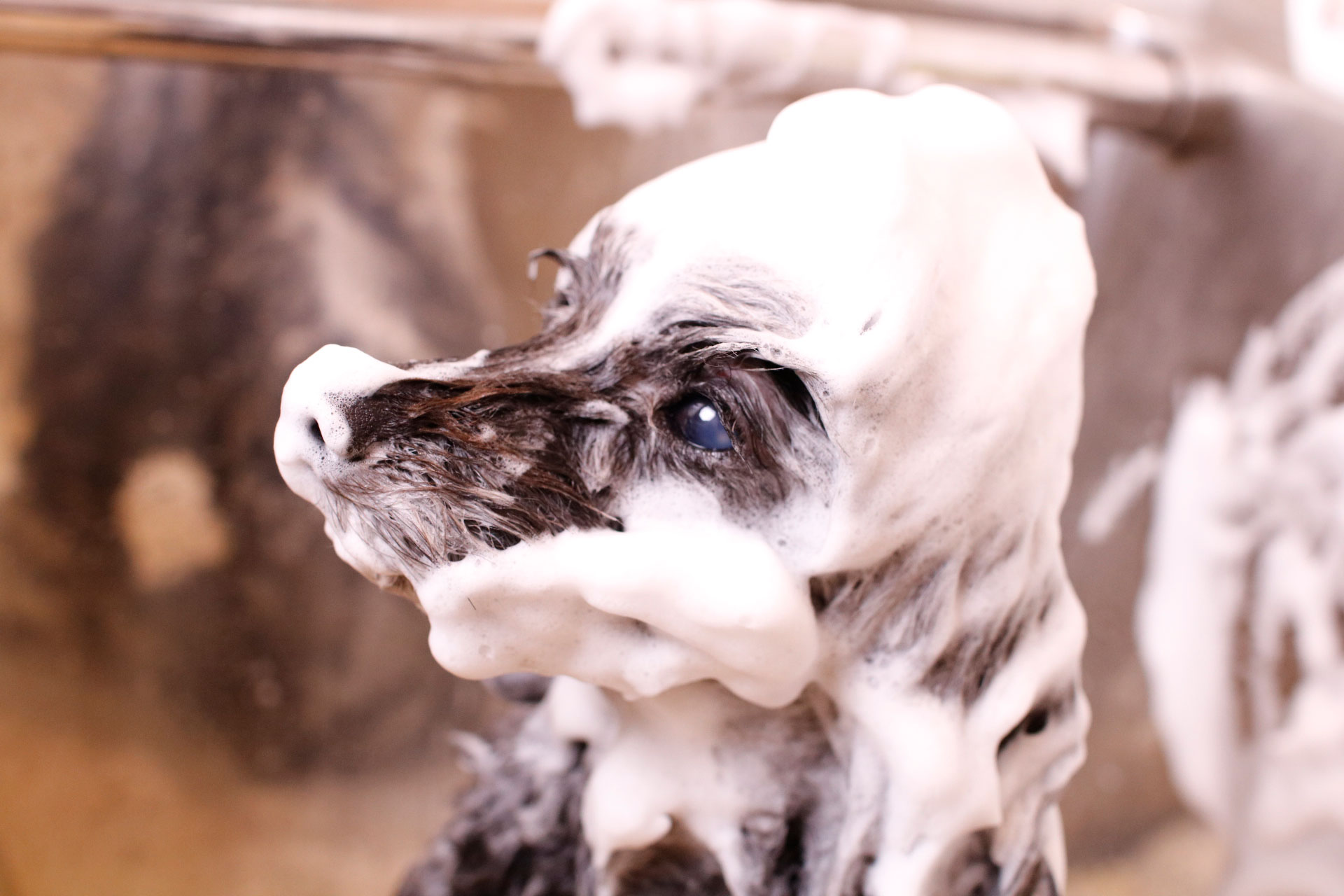 京都市中京区 トリミングサロン ドッグサロンすみれ ふわもこパック