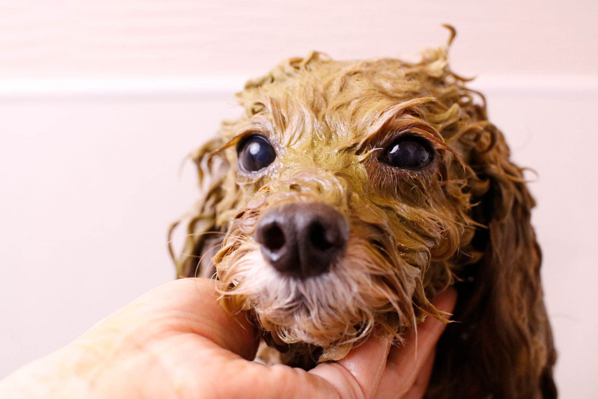 京都市中京区 トリミングサロン ドッグサロンすみれ フワモコパック