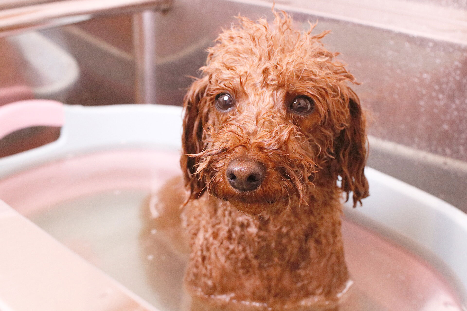 京都市中京区 トリミングサロン ドッグサロンすみれ スペシャルコース