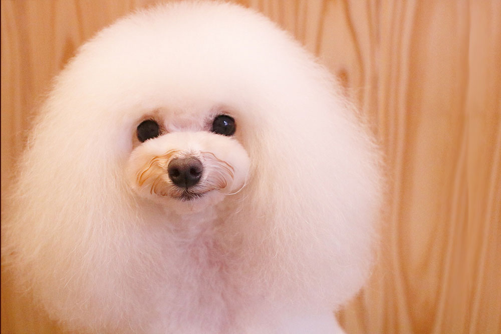 京都市中京区 トリミングサロン ドッグサロンすみれ トリミングメニュー