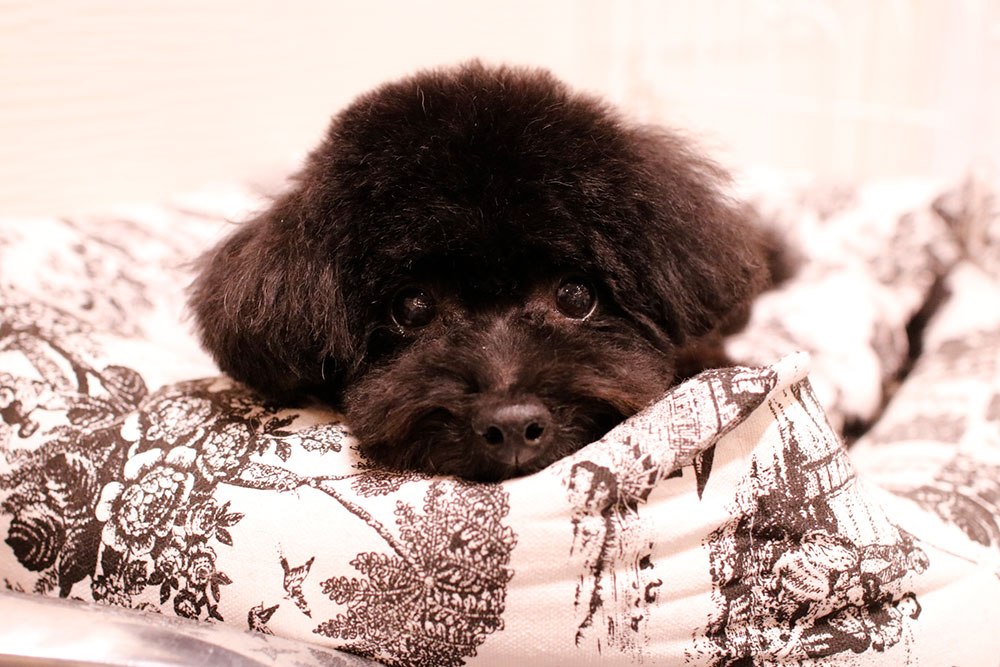 京都市中京区 トリミングサロン ドッグサロンすみれ トリミングメニュー