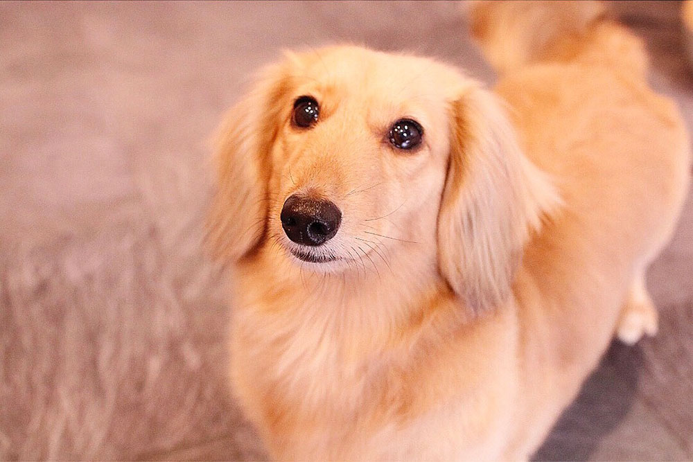 京都市中京区 トリミングサロン ドッグサロンすみれ トリミングメニュー